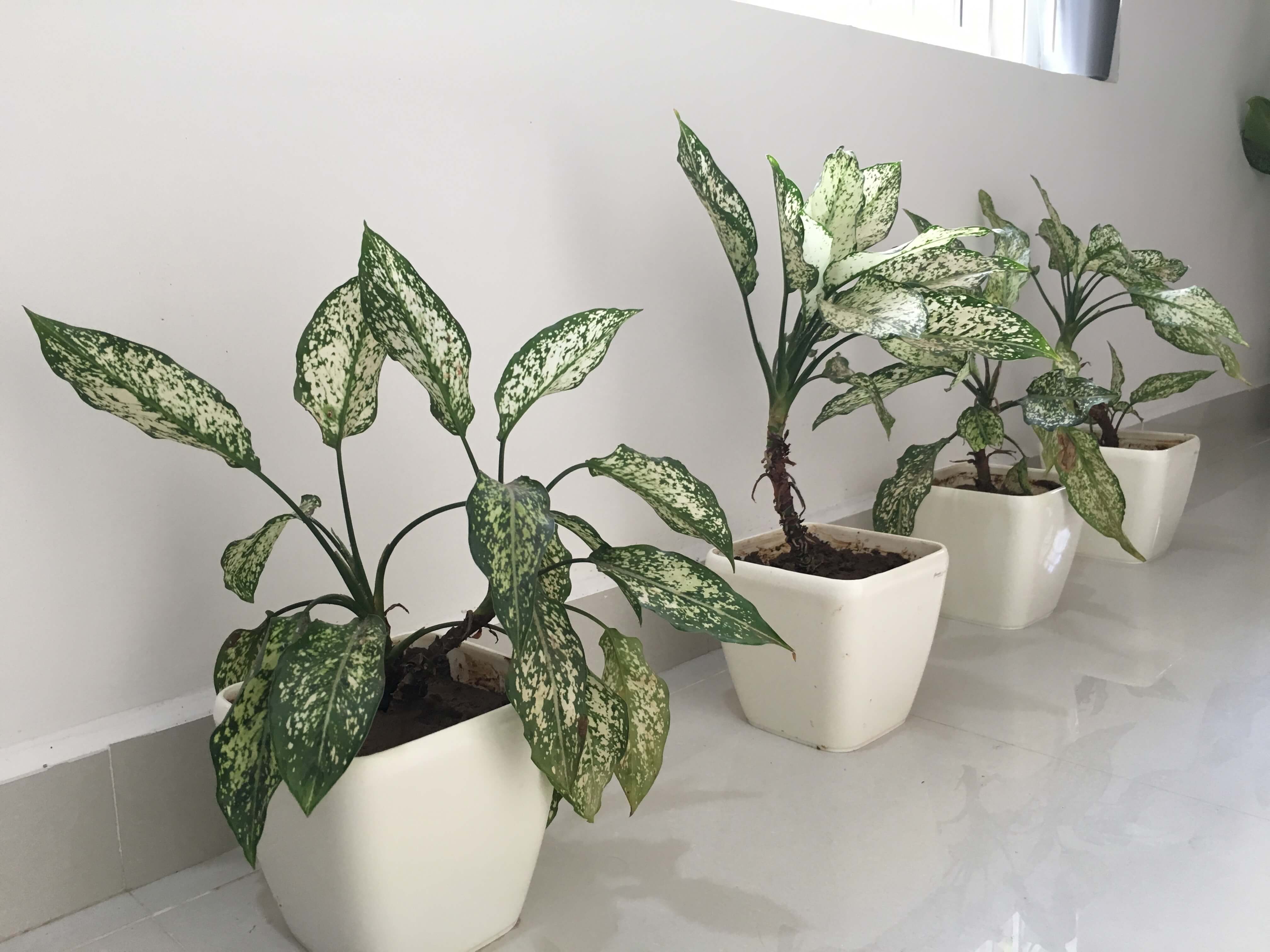 Yuccabe Italia Planters Review